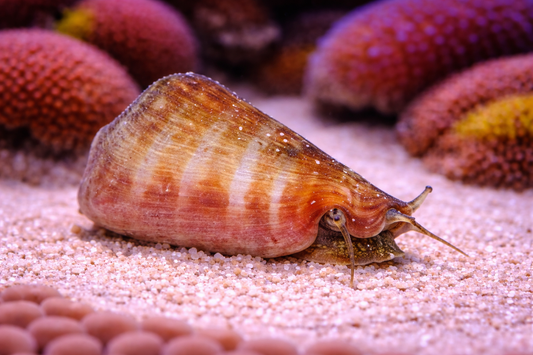 Tiger Sand Snail 
