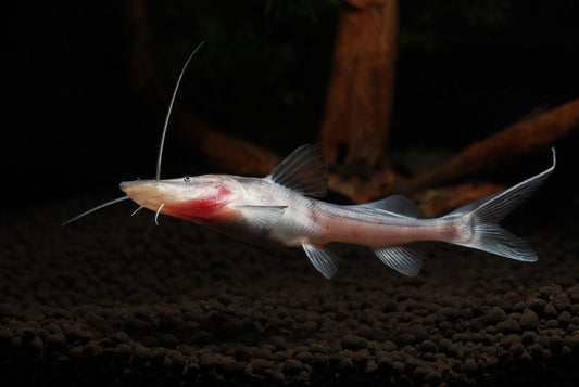 Tigrinus Catfish