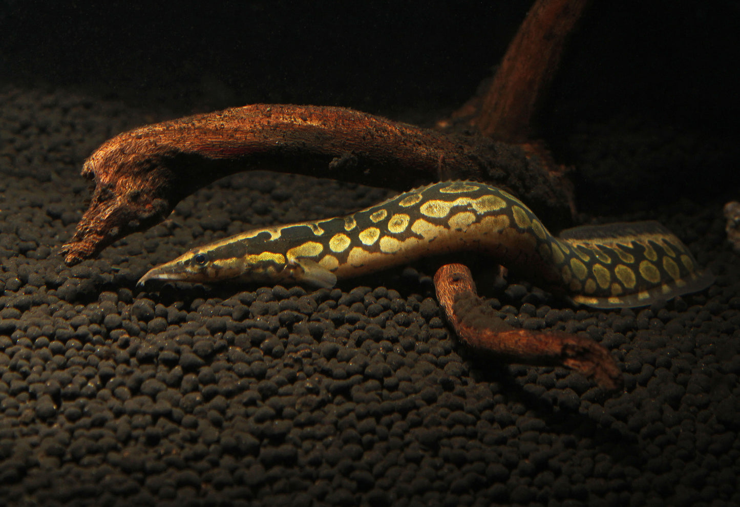 Tire Track Eel