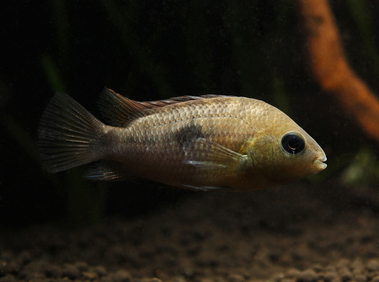 Topaz Cichlid