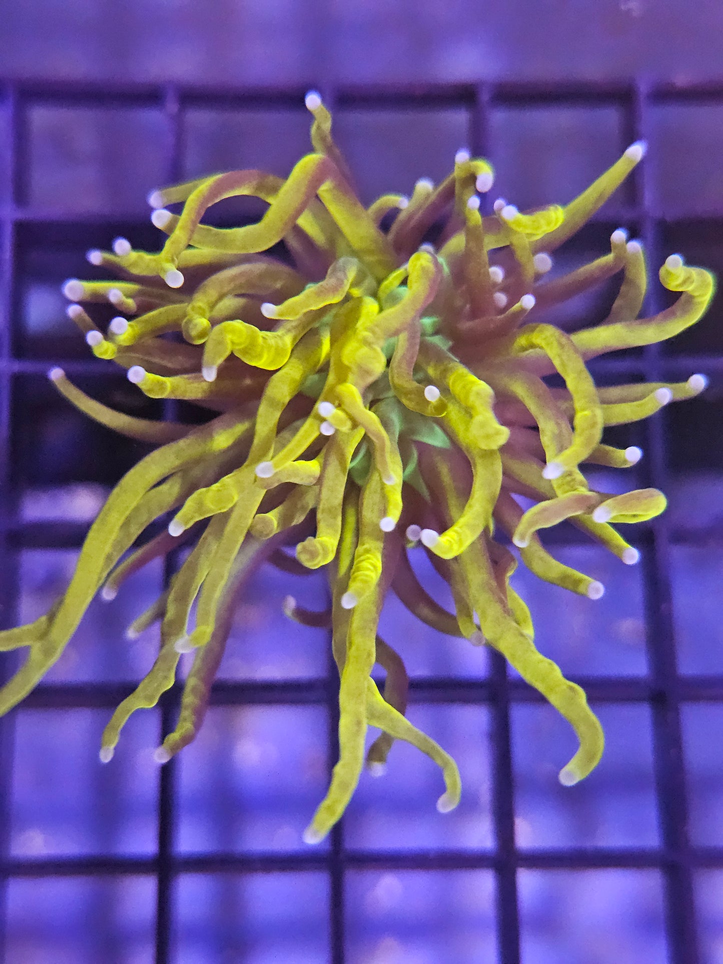Yellow/Orange Tip Torch Coral