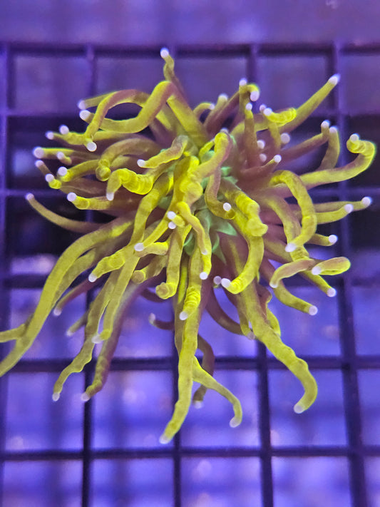 Yellow/Orange Tip Torch Coral