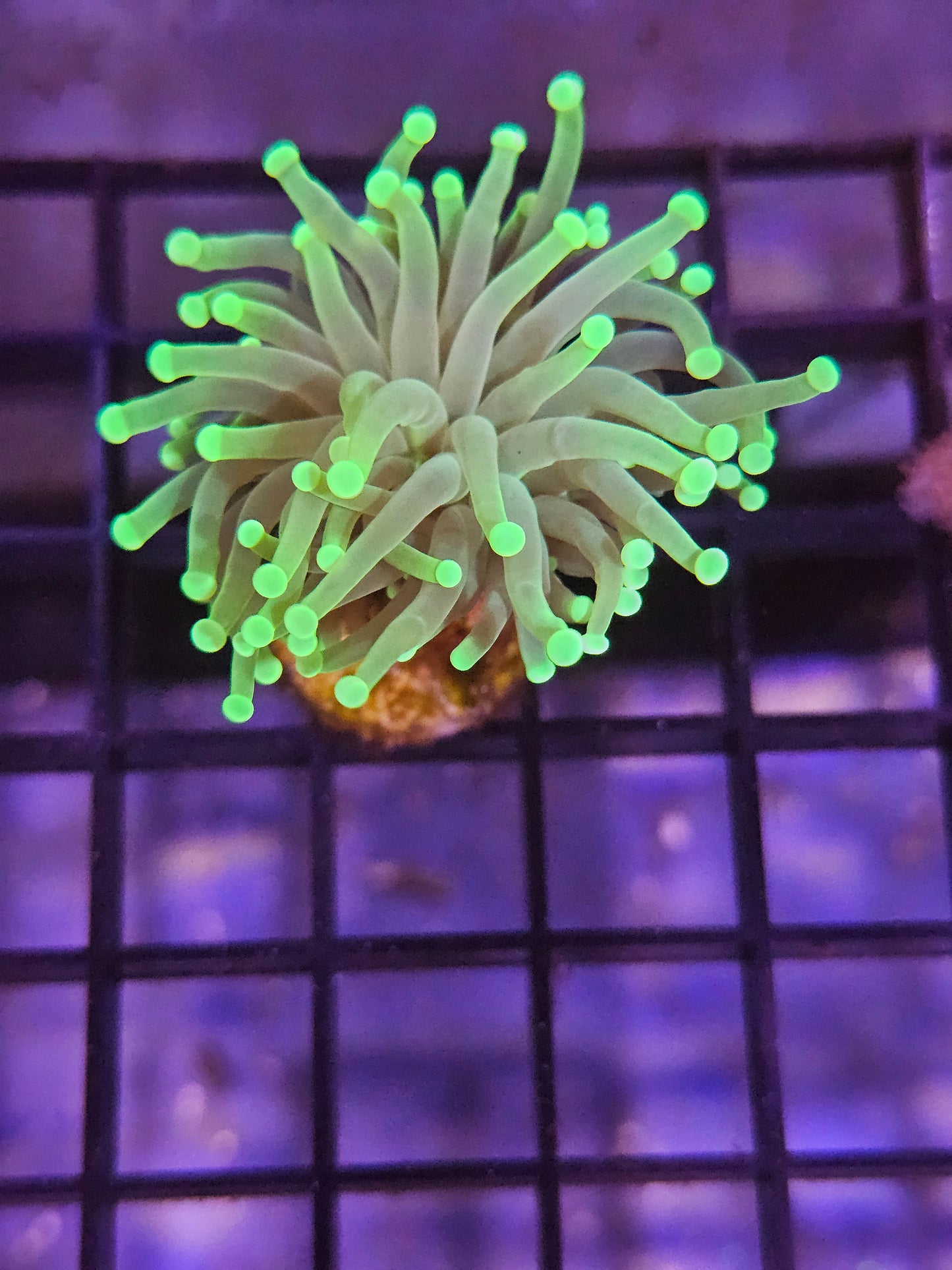 Torch Coral Green Metallic