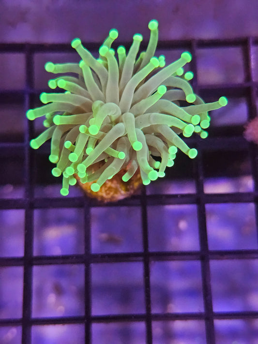 Torch Coral Green Metallic