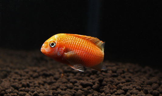 Tropheus Albino Moliro Tiger Cichlid