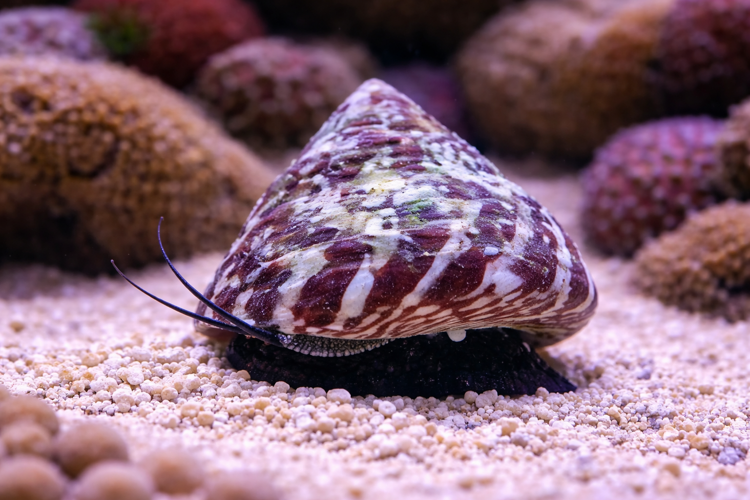 Shell with a black and white striped pattern on a sandy substrate