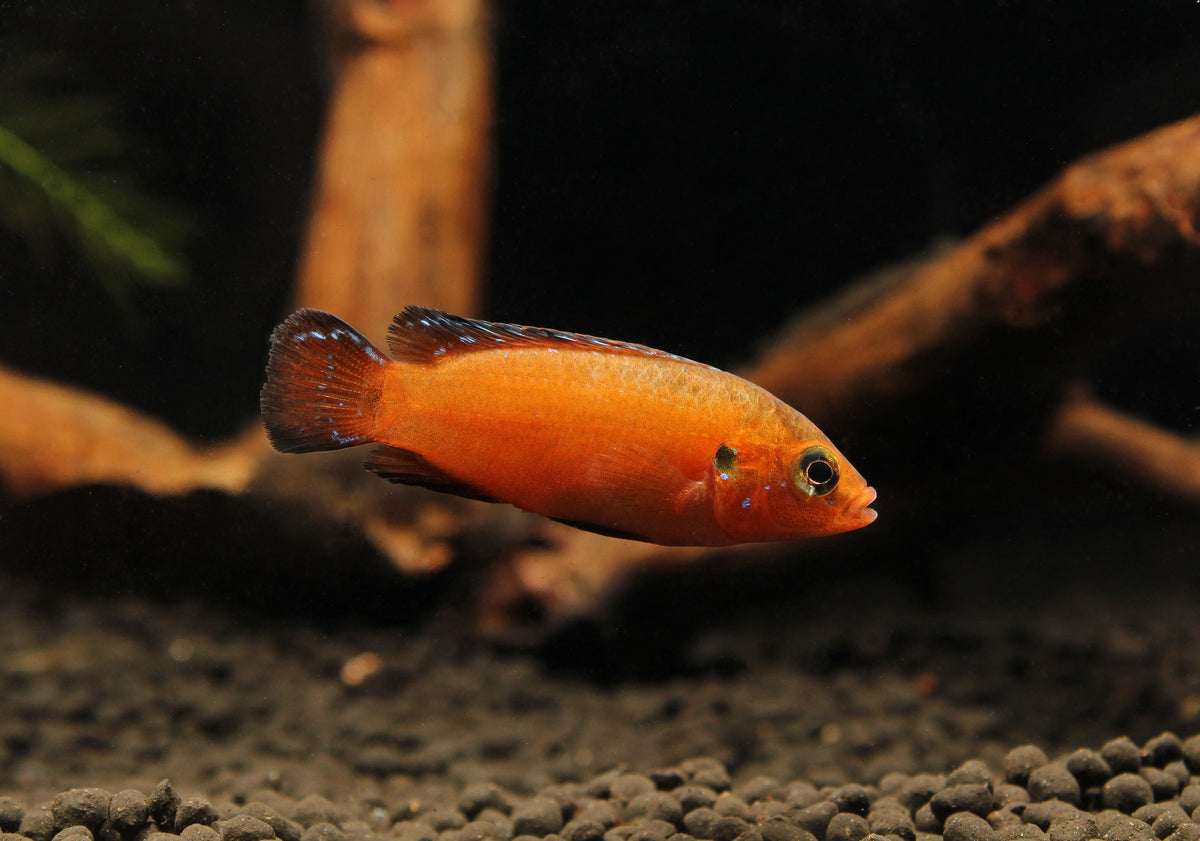 Tirkanda Fish Turkana Jewel Cichlid – Natural Environment Aquatix