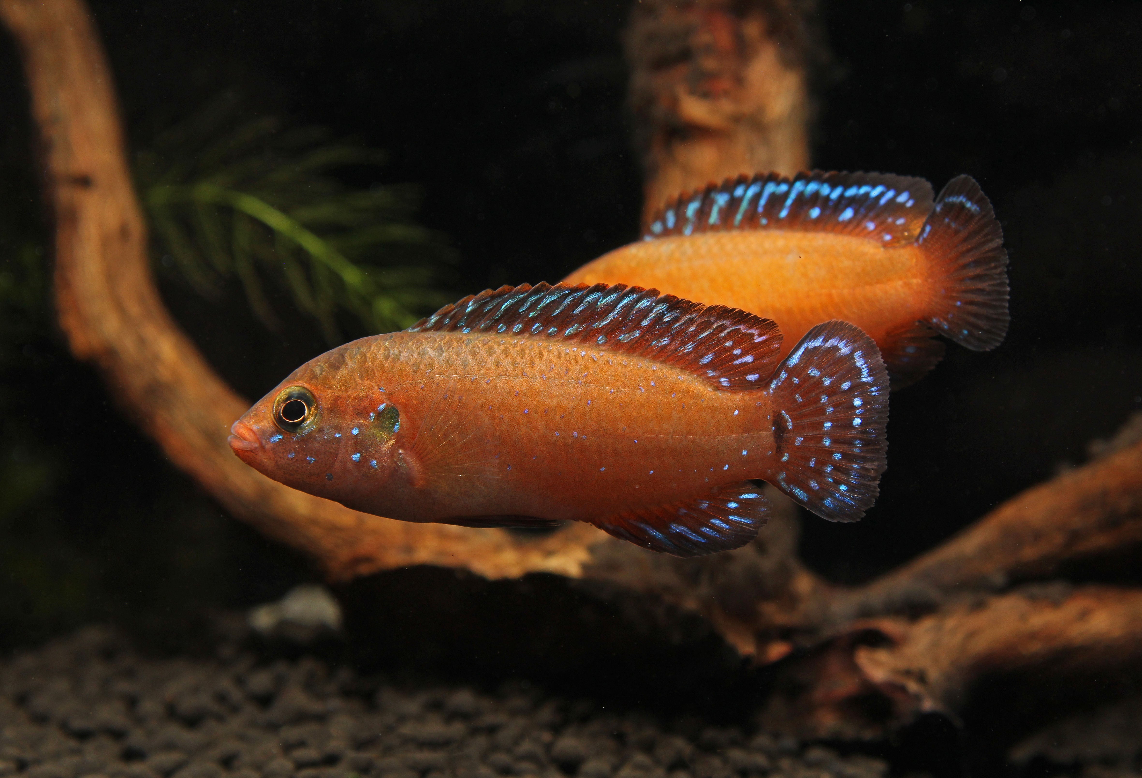 Jewelled Rockskipper Blue Jewel Cichlid