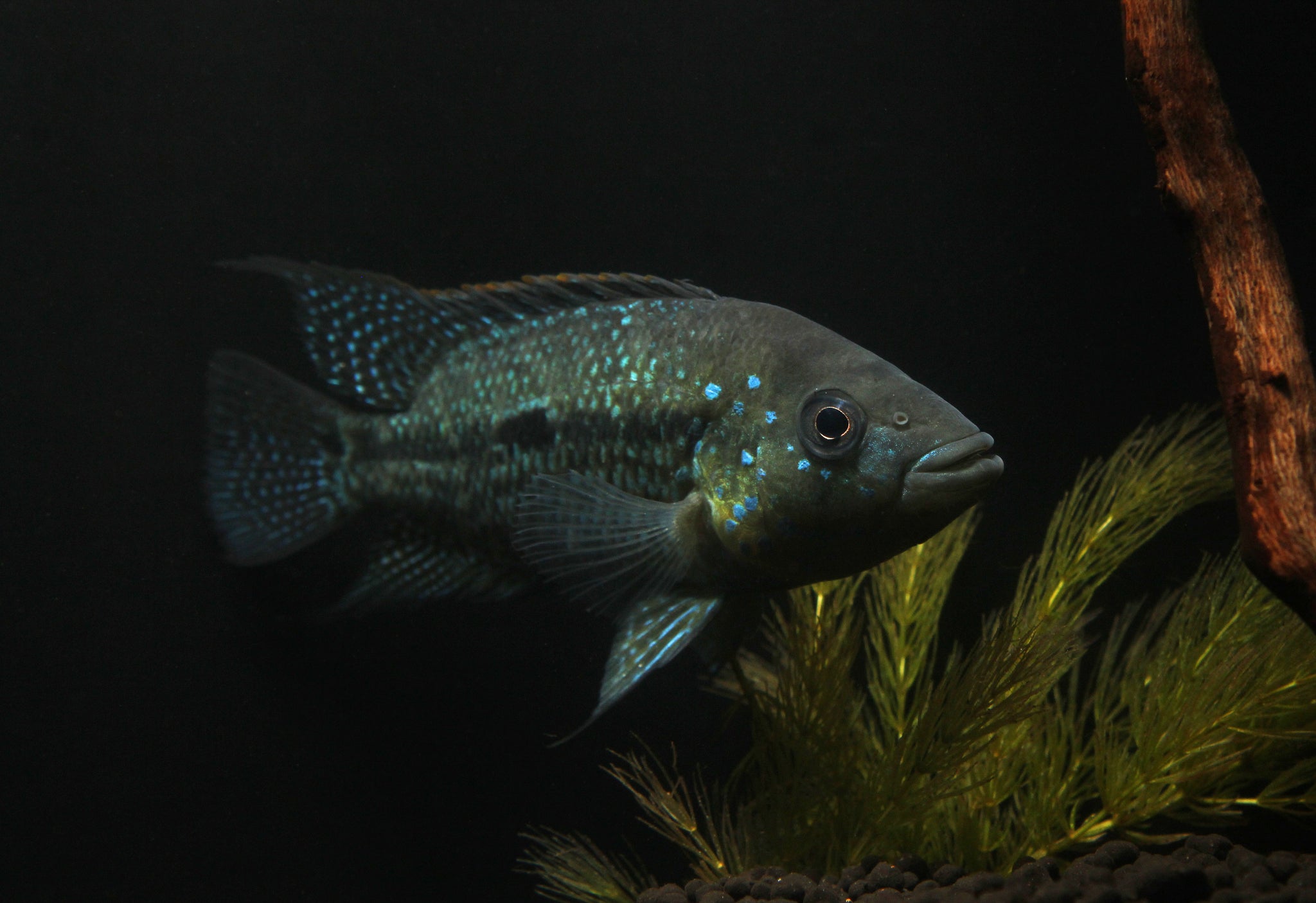 Umbriferum Cichlid