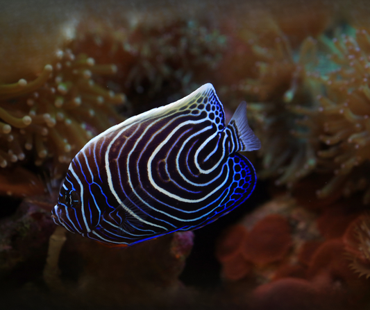 Emperor Angelfish