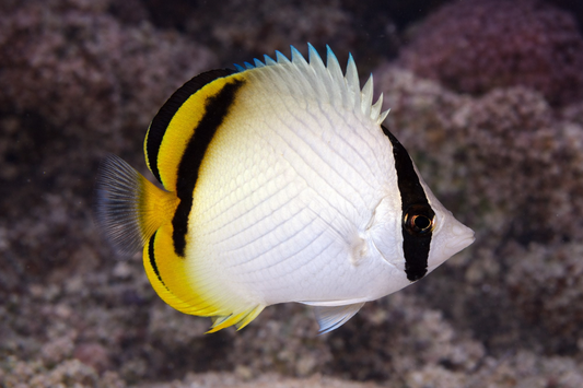 Vagabond Butterflyfish