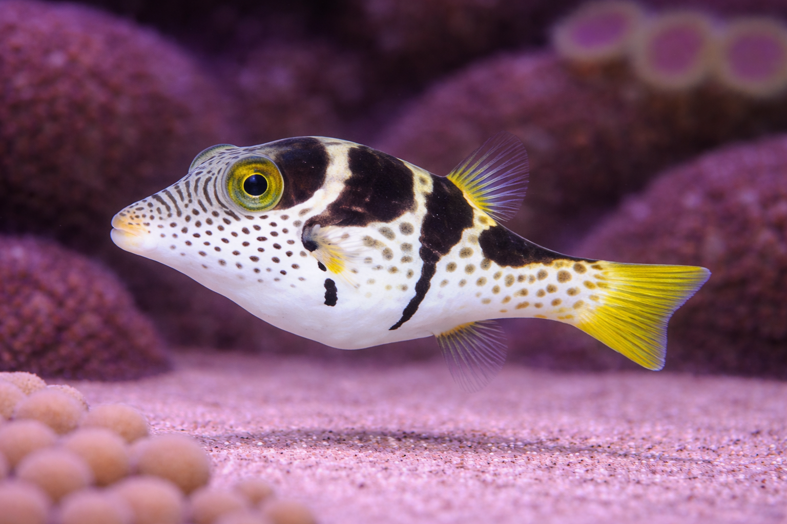 Valentini Puffer