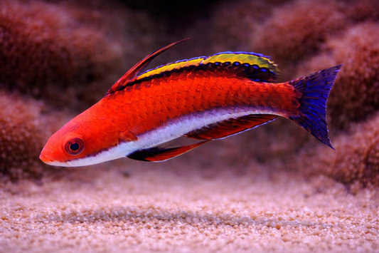 Social Fairy Wrasse