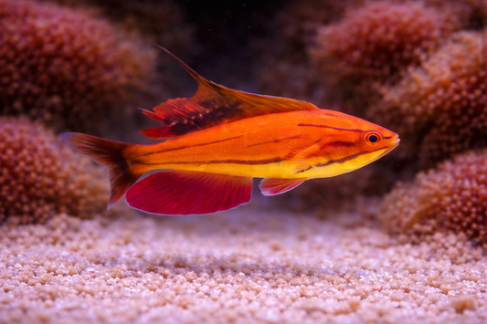 Mccosker Fairy Wrasse