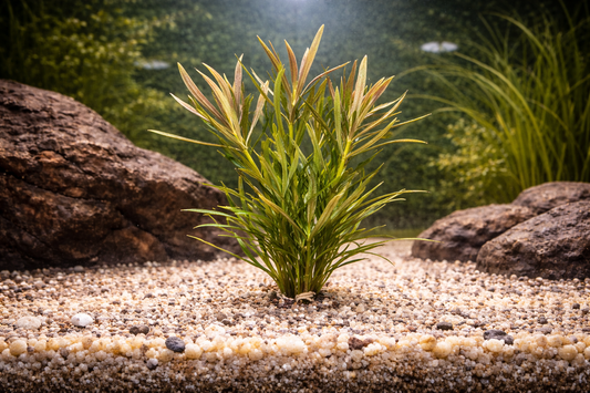 Pogostemon Stellatus Narrow Aquatic Plant