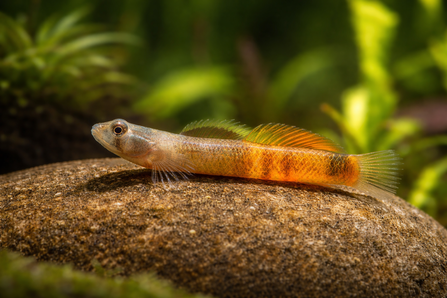 Red Belted Goby