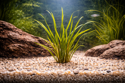Cryptocoryne Retrospiralis Aquatic Plant