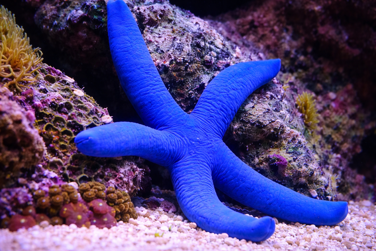 Linckia Sea Star