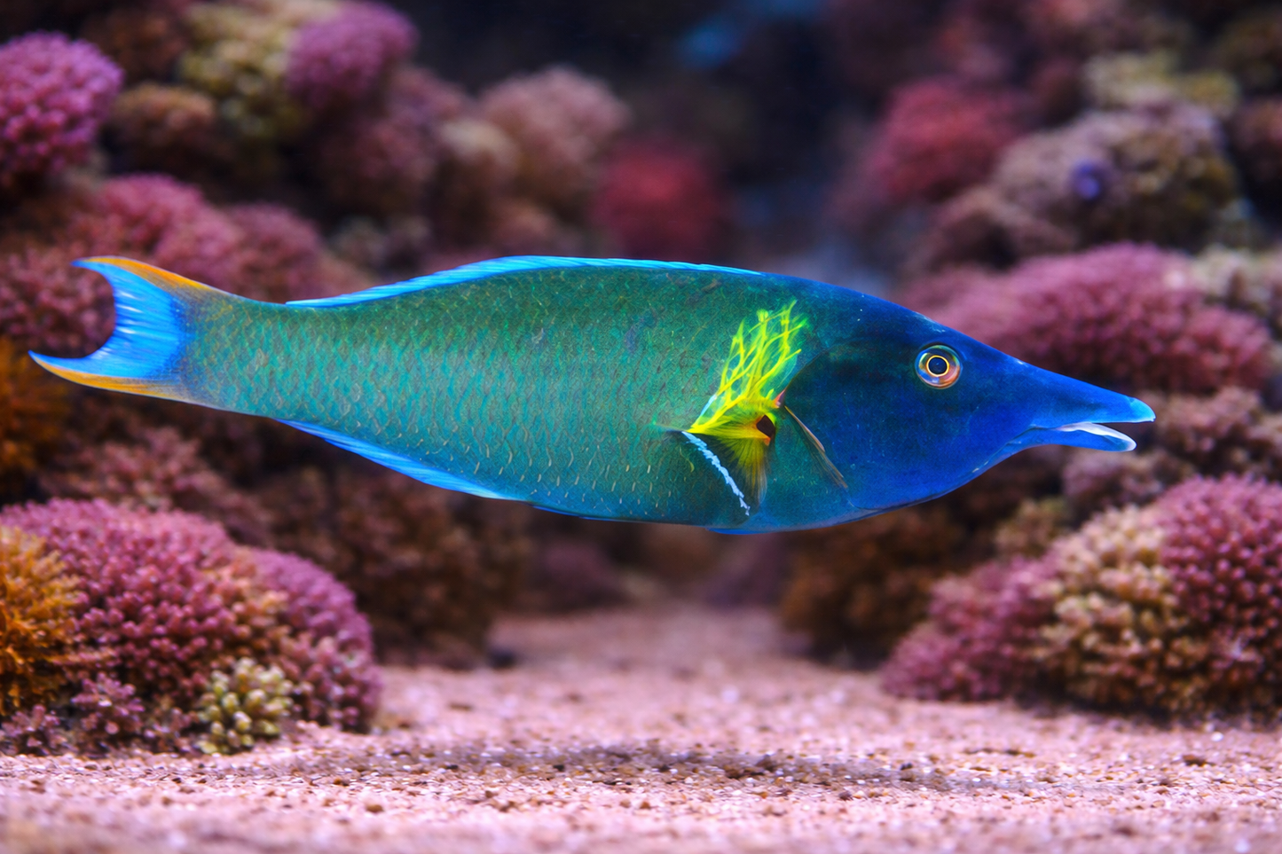 Green Bird Wrasse Male