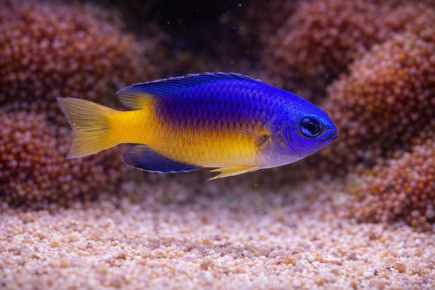 Blue and Gold Damselfish