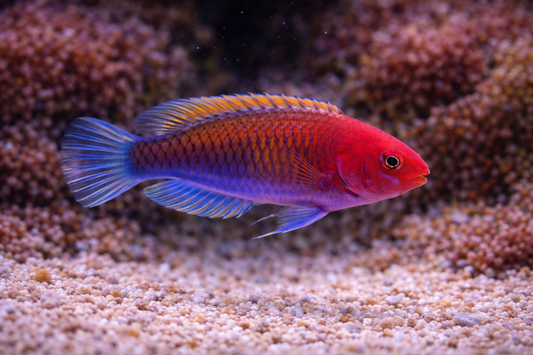 Ruby Head Fairy Wrasse