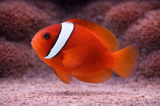 Tomato Clownfish