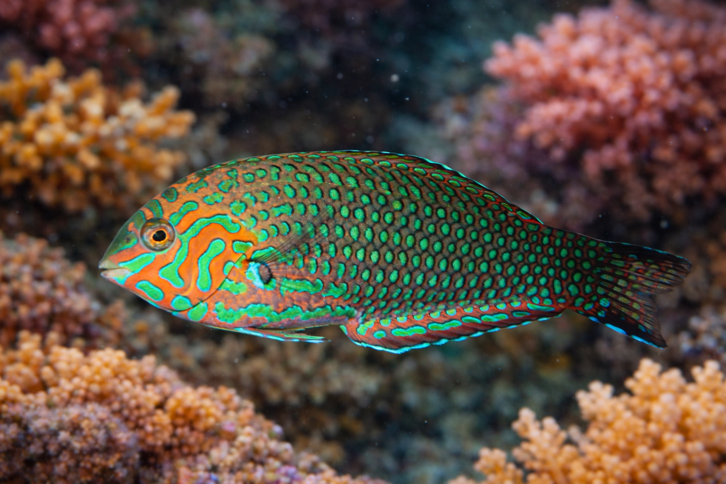 Green Leopard Wrasse