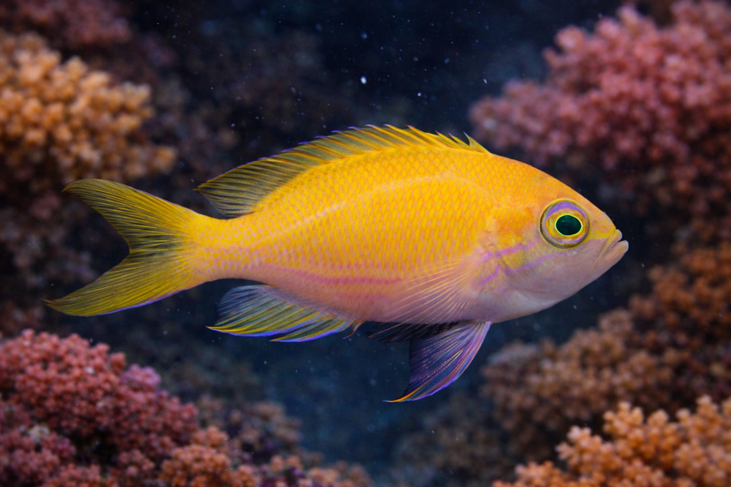 Pink Square Anthias Female