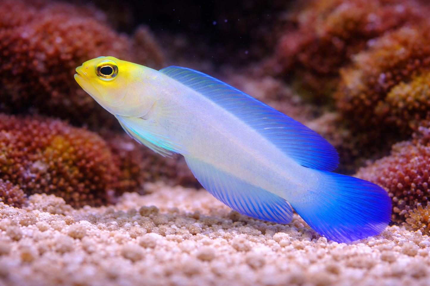 Pearly Jaw Fish