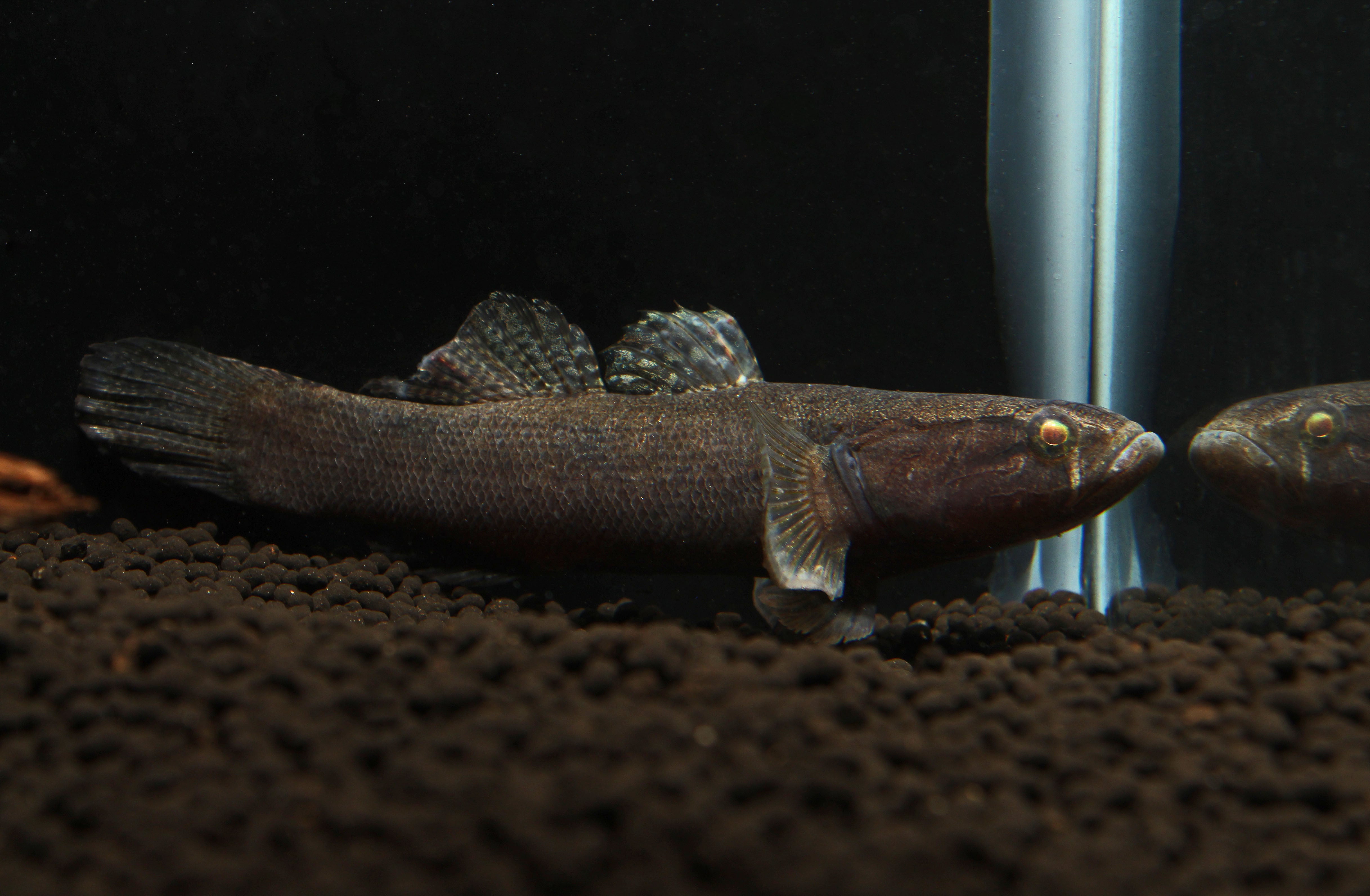 Water Cow Goby Small