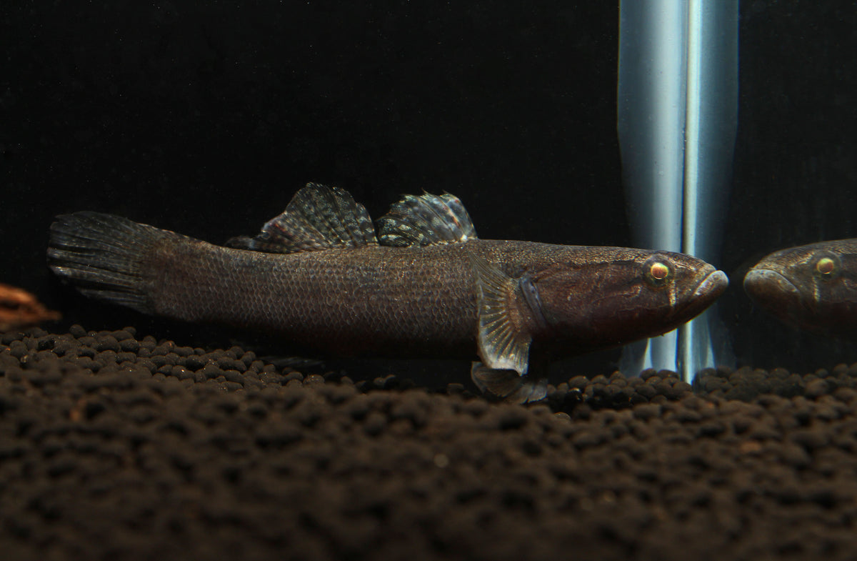 Water Cow Goby Small