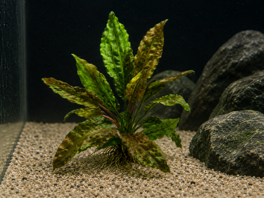 Wendtii "Tropica" Crypt Aquatic Plant