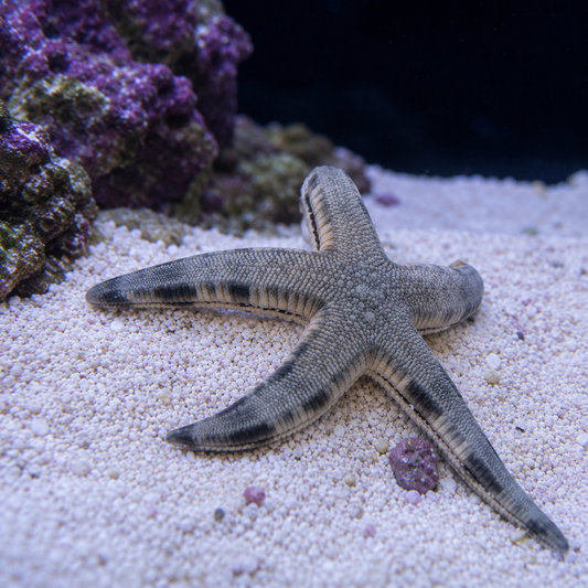 A live starfish resting on white sand in an aquarium setting with coral and rocks in the background.