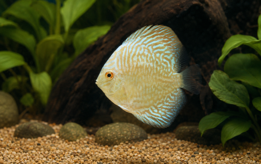 A discus fish with pale yellowish-white and light blue striped patterns swimming in an aquarium with green plants, gravel, and a dark driftwood background.