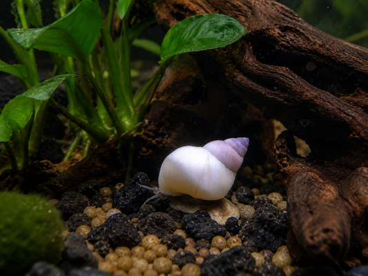 White Wizard Snail