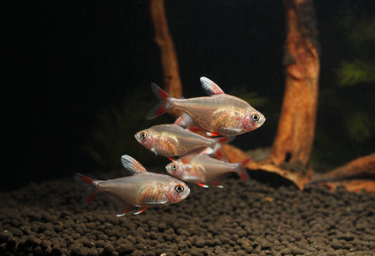 White Fin Tetra (hy511)