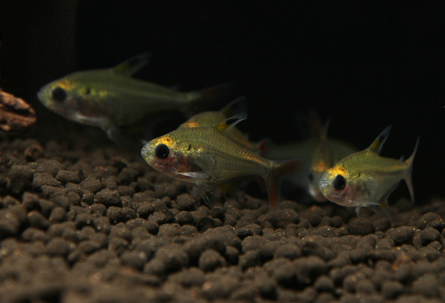 X Ray Tetra