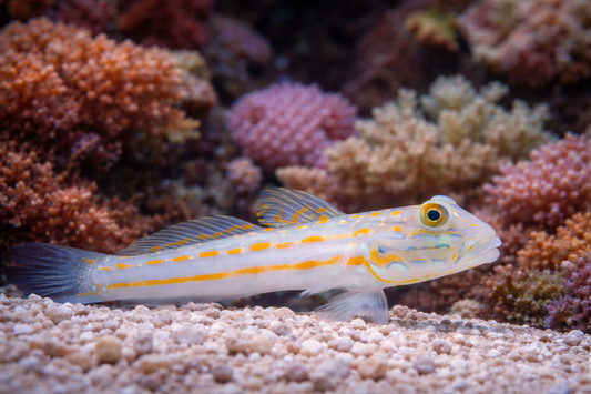 Diamond Goby
