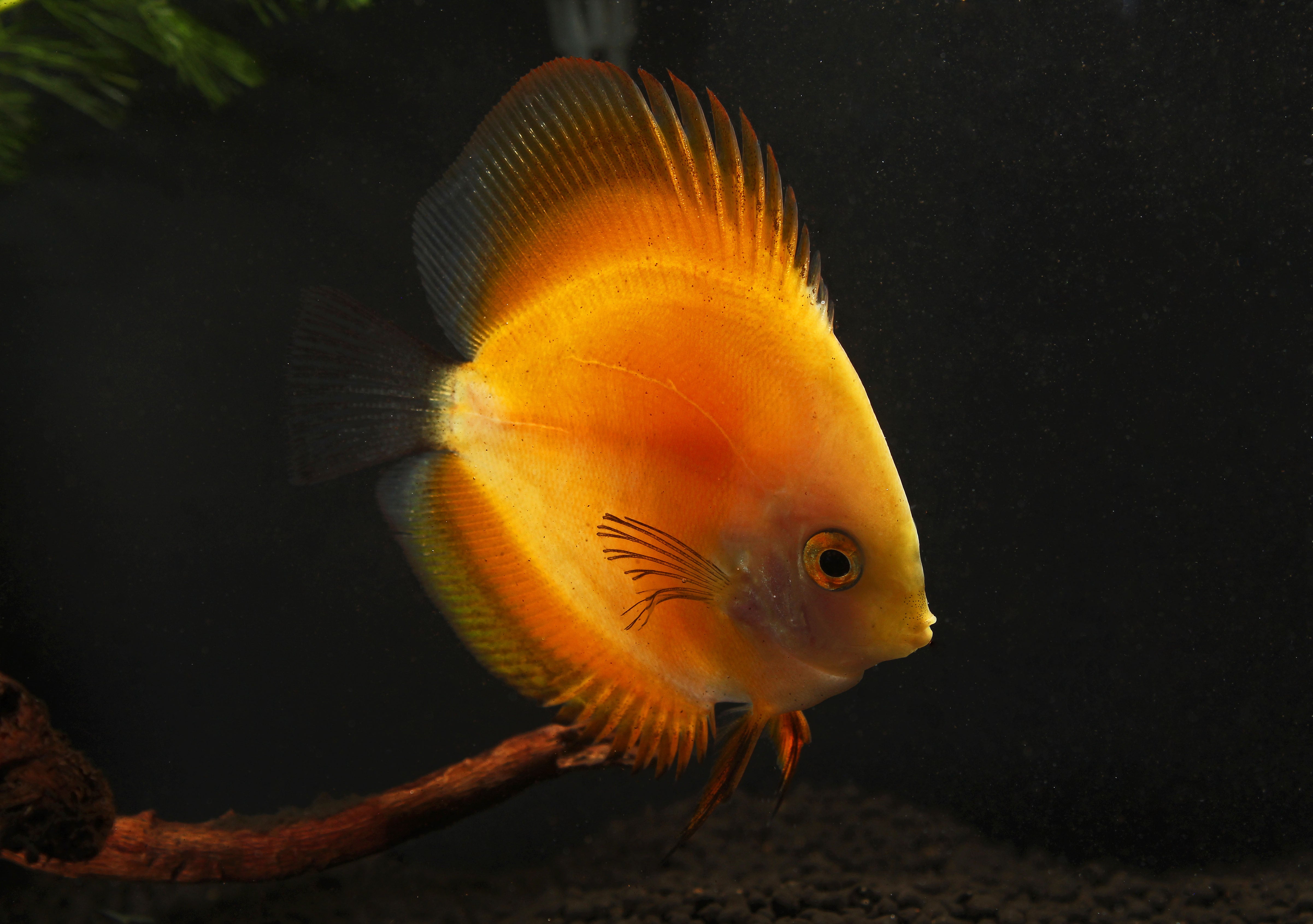 Yellow Discus Fish