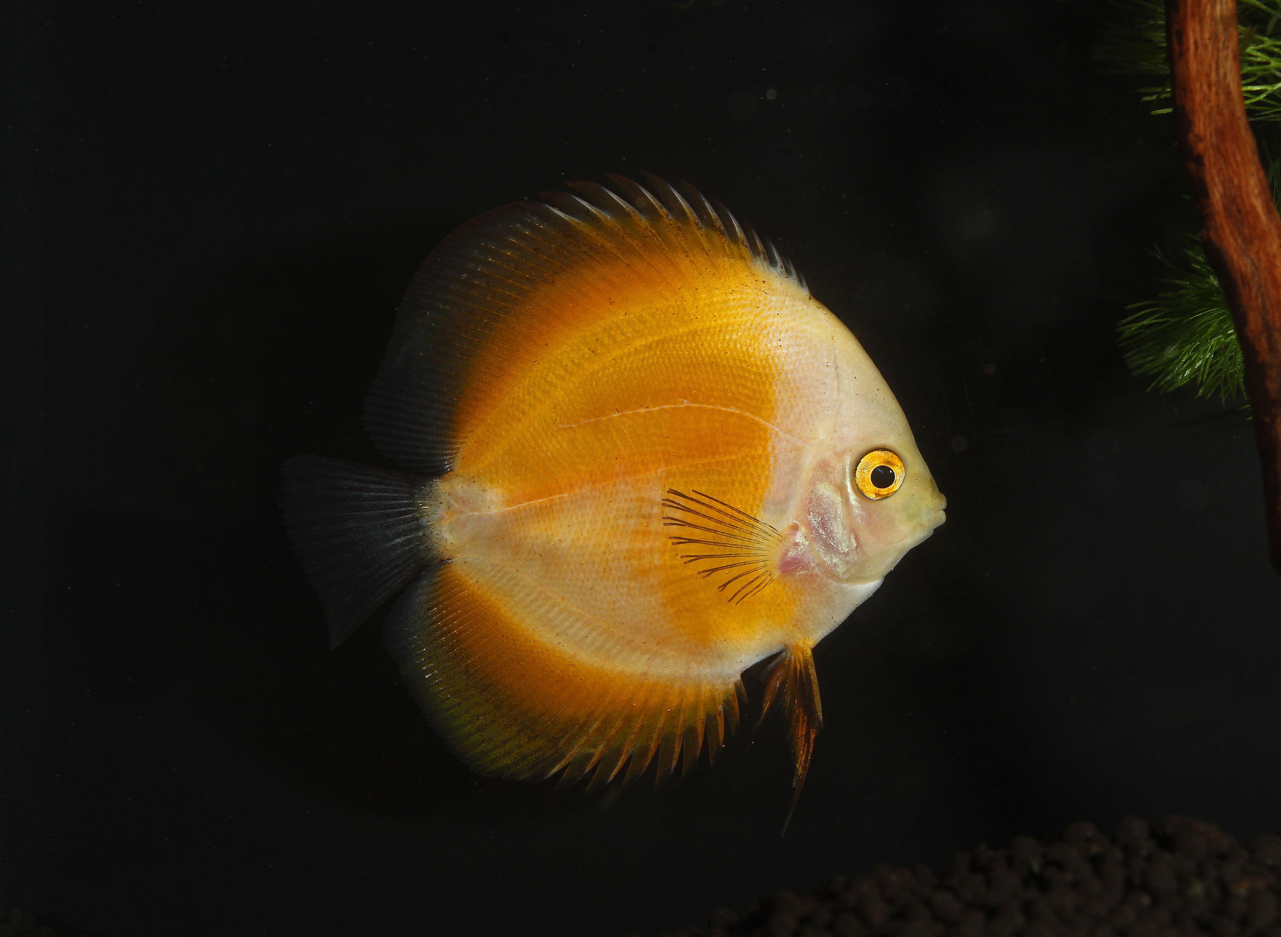Yellow Melon Discus – Natural Environment Aquatix