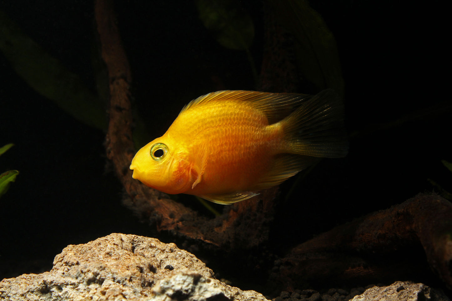 Yellow Parrot Cichlid