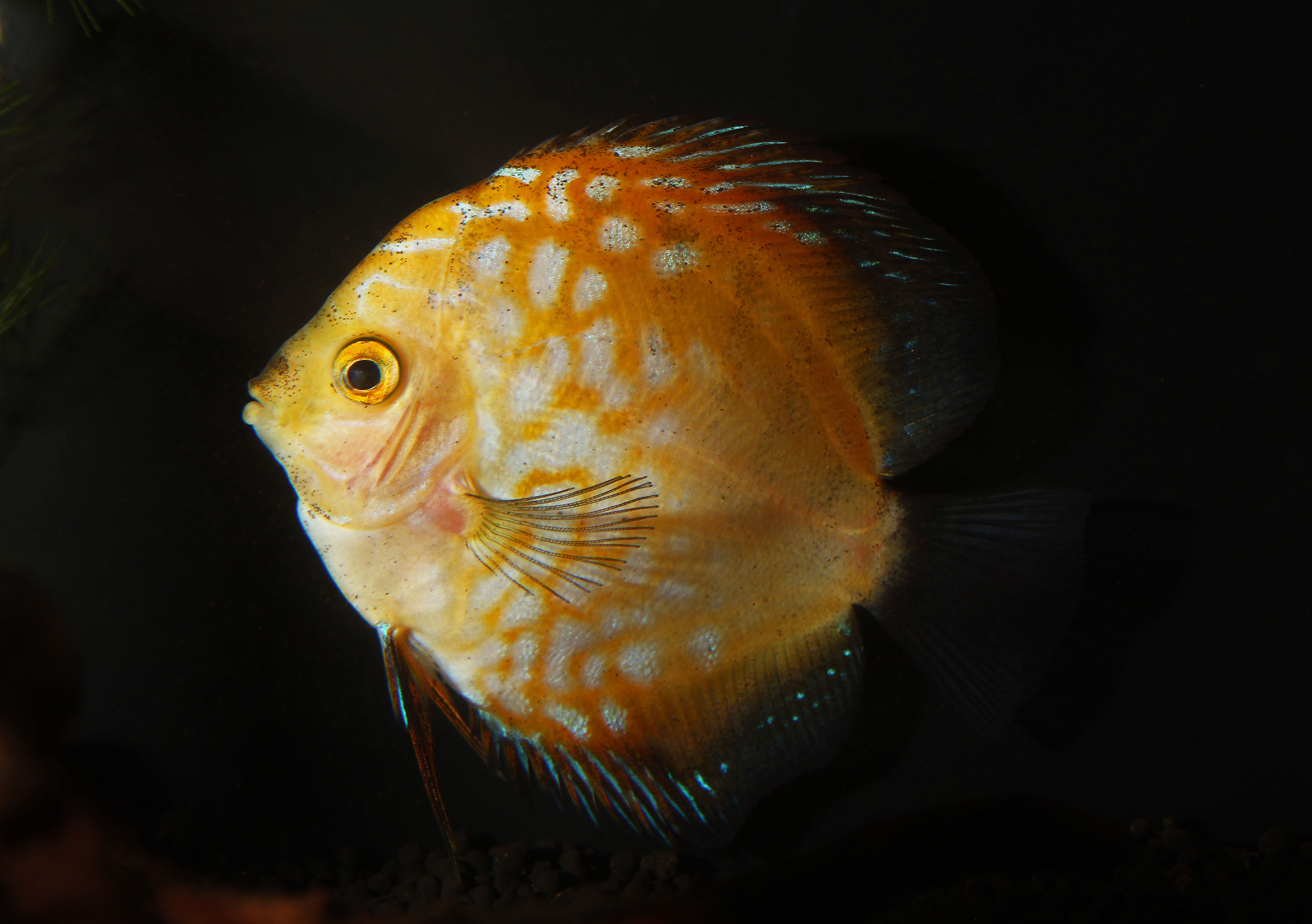 Yellow Pigeon Checkerboard Discus
