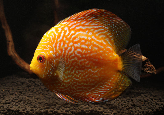 Yellow Pigeon Snakeskin Discus