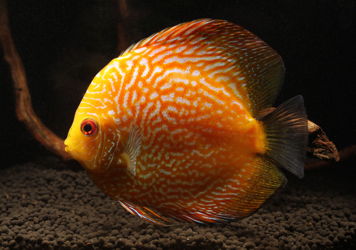 Yellow Pigeon Snakeskin Discus