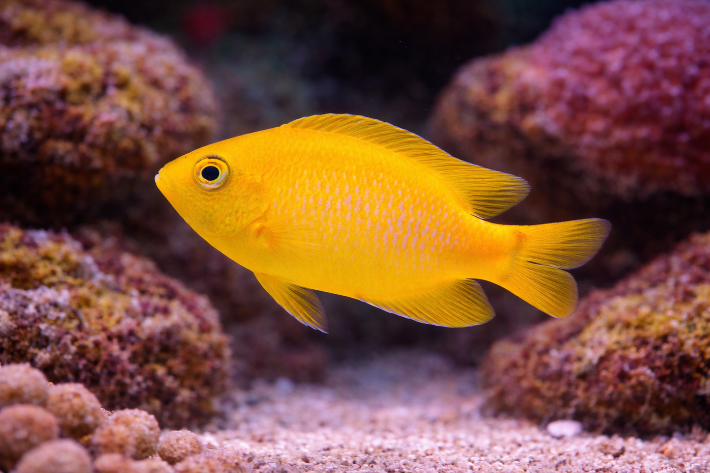 Yellow fish swimming in an aquarium with coral