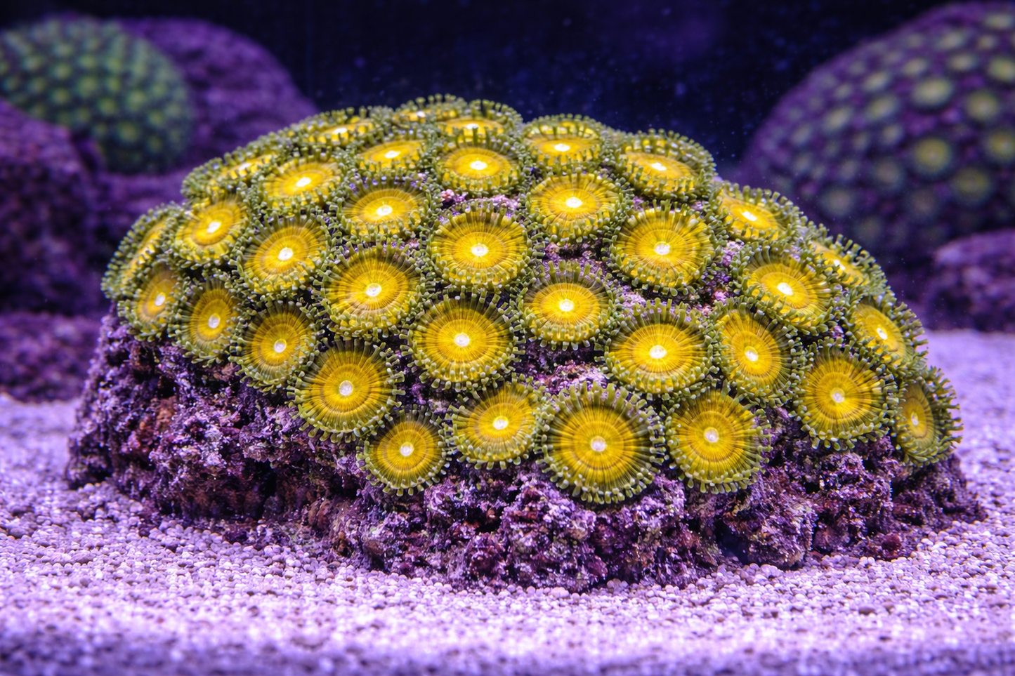 Close-up of a vibrant yellow coral on a dark background