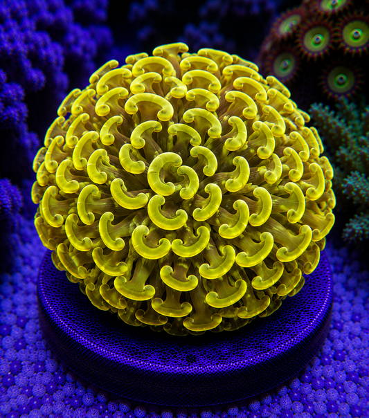 Close-up of a yellow coral polyp on a blue background