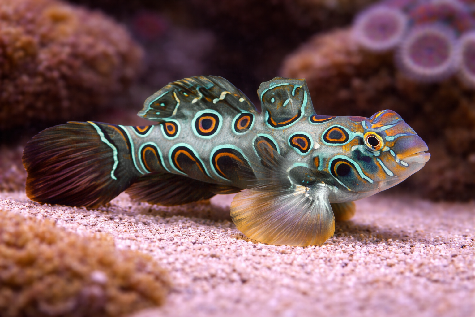 Yellow Mandarin Goby – Natural Environment Aquatix