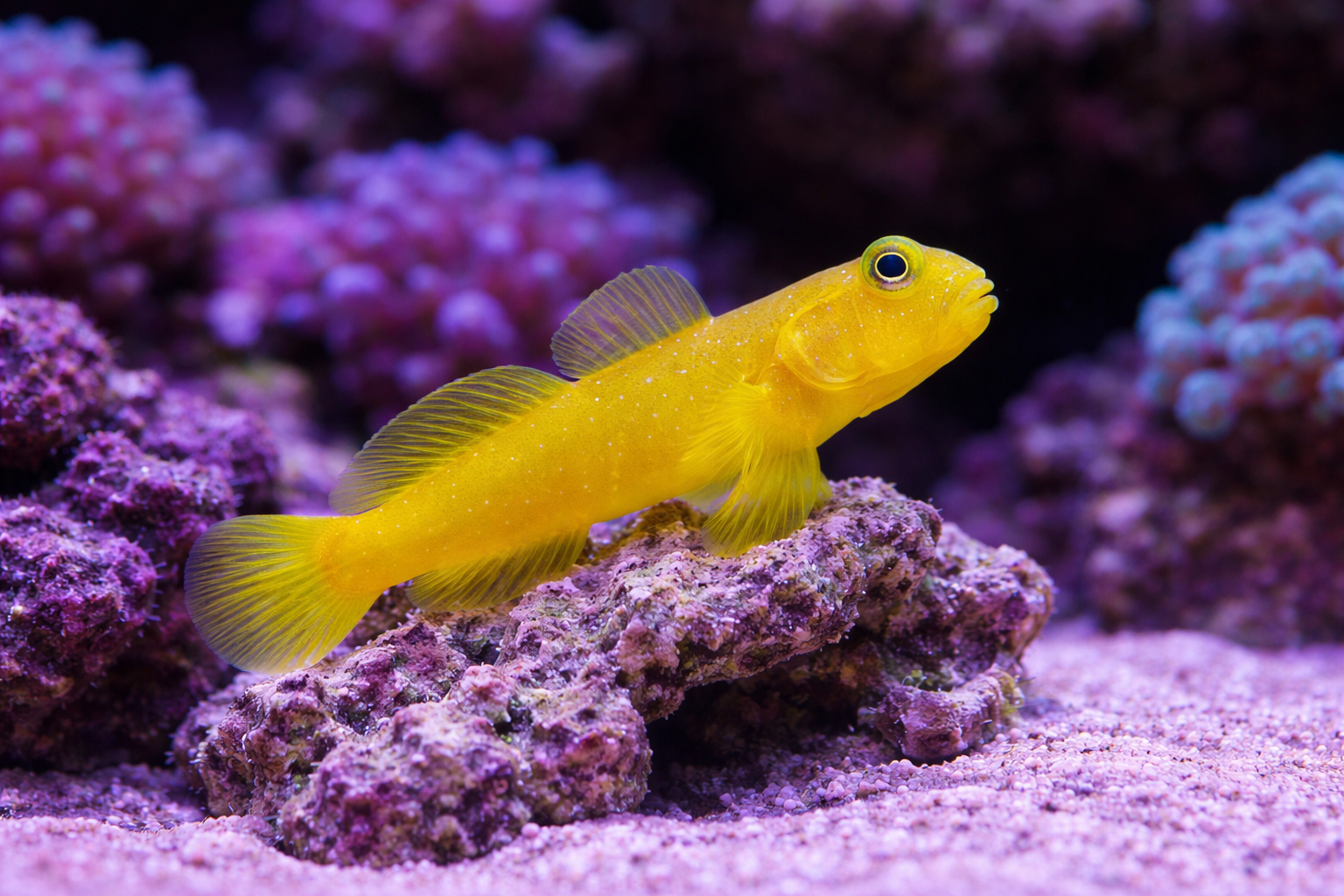 Yellow Watchman Goby – Natural Environment Aquatix