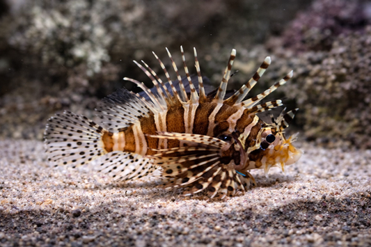 Zebra Lionfish
